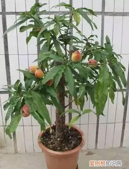 养花人必养的花，养花大全45集，收藏起来，什么花都能养好