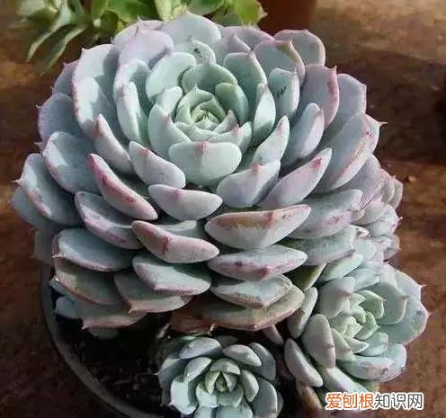 养花人必养的花，养花大全45集，收藏起来，什么花都能养好