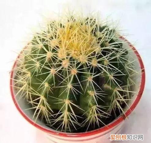 养花人必养的花，养花大全45集，收藏起来，什么花都能养好