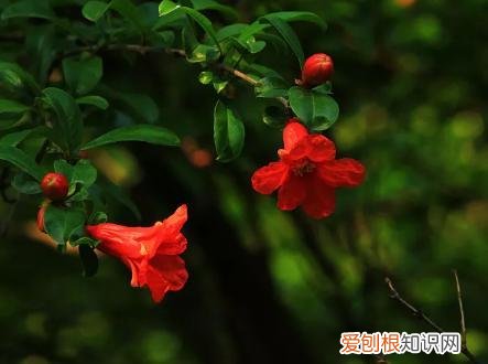 养花人必养的花，养花大全45集，收藏起来，什么花都能养好