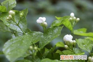 养花人必养的花，养花大全45集，收藏起来，什么花都能养好