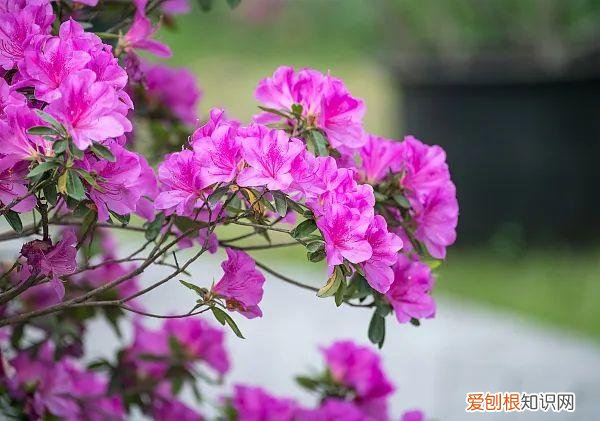养花人必养的花，养花大全45集，收藏起来，什么花都能养好