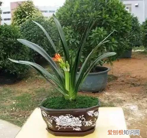 养花人必养的花，养花大全45集，收藏起来，什么花都能养好