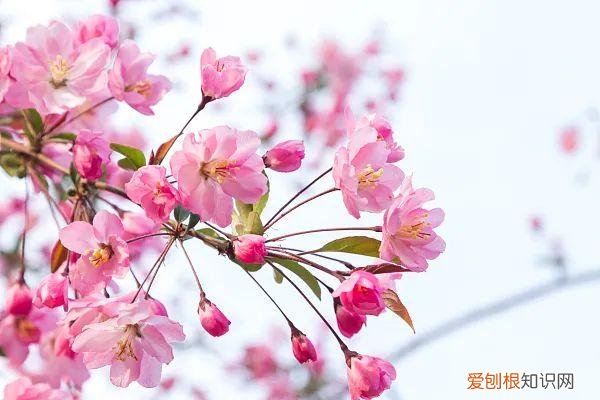 养花人必养的花，养花大全45集，收藏起来，什么花都能养好