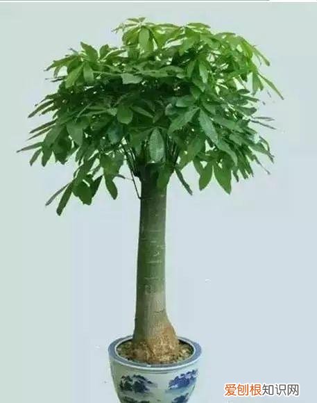 养花人必养的花，养花大全45集，收藏起来，什么花都能养好