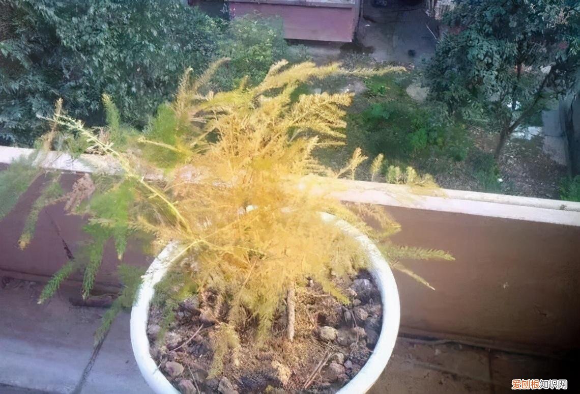 初级养花应该养什么，有哪些花卉，适合养花新手养护？掌握好技巧，养啥旺啥
