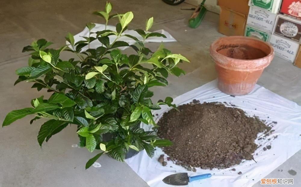 初级养花应该养什么，有哪些花卉，适合养花新手养护？掌握好技巧，养啥旺啥
