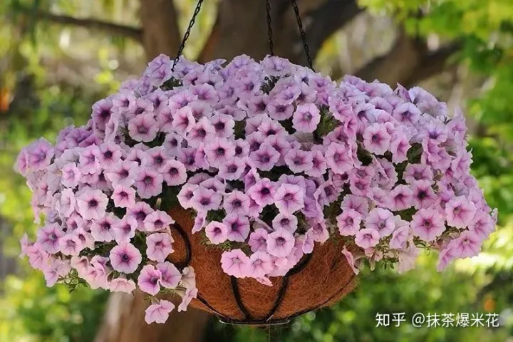 12 种植花卉土怎么配,【养花必看】园艺小知识——用了这样的配土,草花只能越长越好