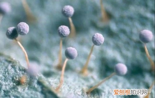 养花的基本要求1000作文，养花六要素，养花入门必备知识点