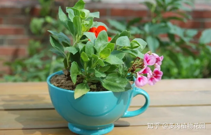 养花的基本要求1000作文，养花六要素，养花入门必备知识点