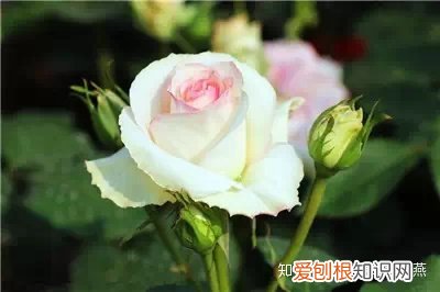 养花知识养花百科，爱养花的人们注意了，必备养花知识大全在这里！
