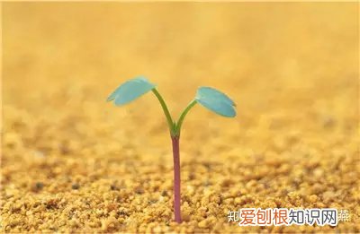 养花知识养花百科，爱养花的人们注意了，必备养花知识大全在这里！