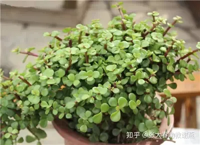 养花知识养花百科，爱养花的人们注意了，必备养花知识大全在这里！