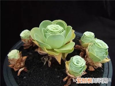 养花知识养花百科，爱养花的人们注意了，必备养花知识大全在这里！