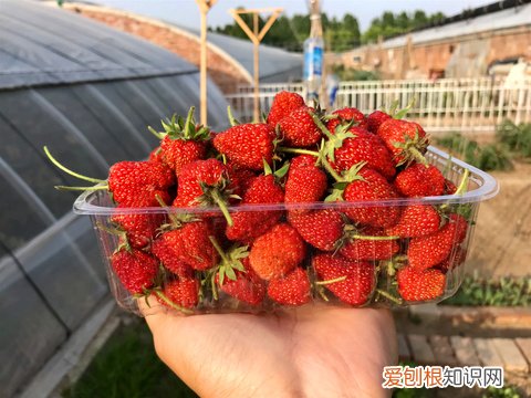 20 养花用什么花肥养一般花一般花招腻了用什么药，【养花必看】园艺小知识——微量元素肥