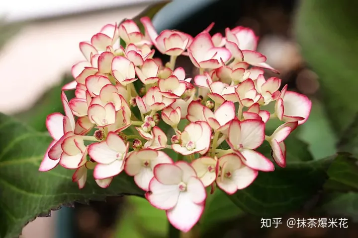 20 养花用什么花肥养一般花一般花招腻了用什么药，【养花必看】园艺小知识——微量元素肥