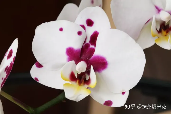 20 养花用什么花肥养一般花一般花招腻了用什么药，【养花必看】园艺小知识——微量元素肥