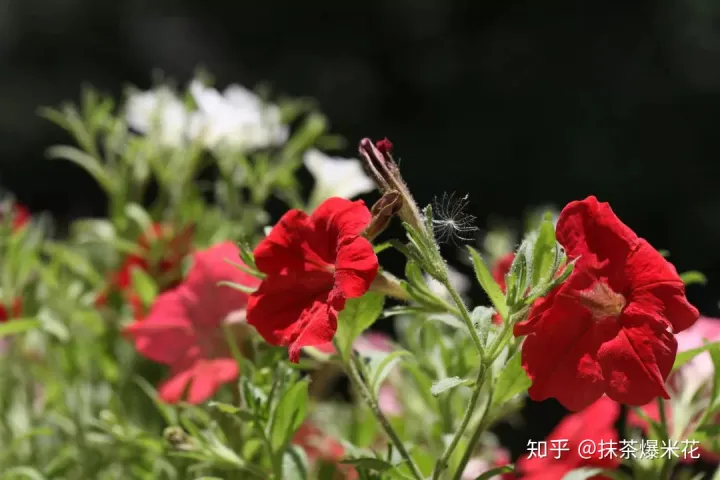 20 养花用什么花肥养一般花一般花招腻了用什么药，【养花必看】园艺小知识——微量元素肥