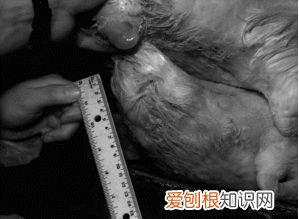 51 什么鸭是国家级保护动物，动物篇·鸟纲·鸭科