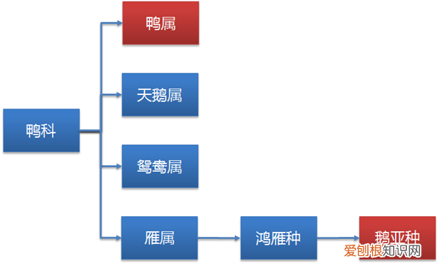 51 什么鸭是国家级保护动物，动物篇·鸟纲·鸭科