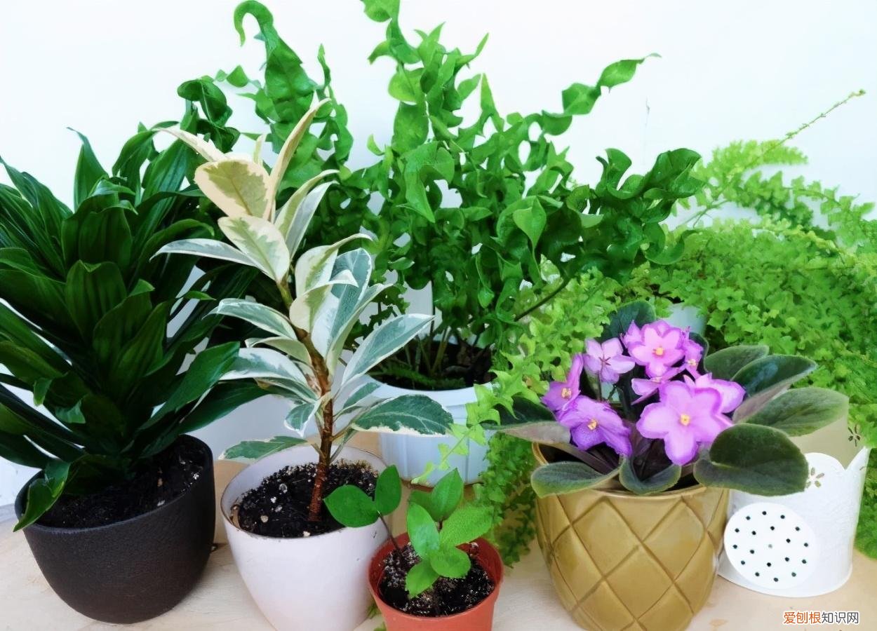 养花施肥的技巧，新手喷药施肥指南，学习几个养花基本常识，病虫害可轻松防治