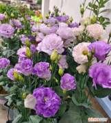 养花基本常识图片，新手花友急需掌握的5点养花技巧，从此告别植物杀死