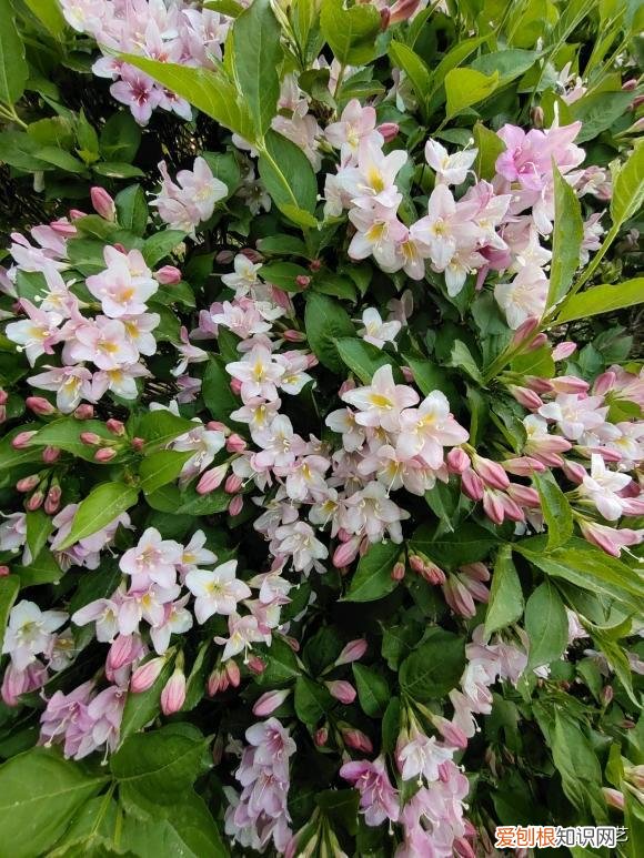 养花养出一个好心情，养花要有基本功，养死几棵很正常，端正心态，积攒经验