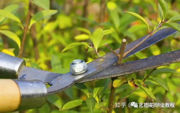 花卉的种植与修剪视频教学，养花知识教程丨花卉植物要怎么修剪？