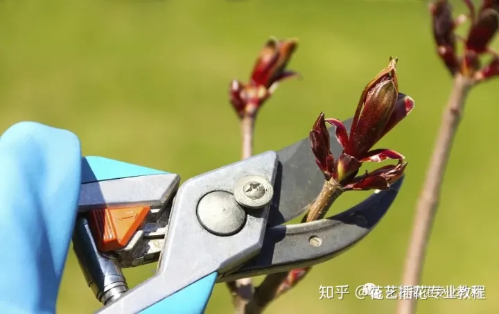 花卉的种植与修剪视频教学，养花知识教程丨花卉植物要怎么修剪？