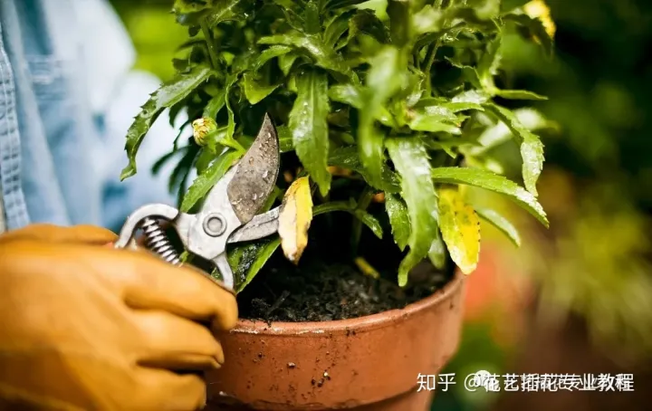 花卉的种植与修剪视频教学，养花知识教程丨花卉植物要怎么修剪？