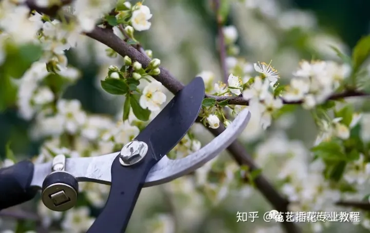 花卉的种植与修剪视频教学，养花知识教程丨花卉植物要怎么修剪？