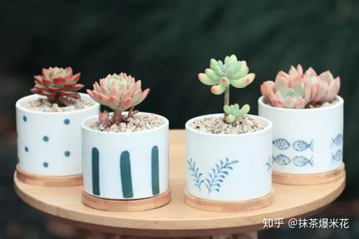适合小花盆的花卉，【养花必看】如何给你心爱的植物，选择合适的花盆？