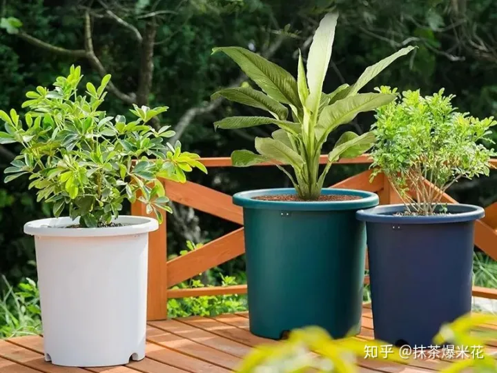 适合小花盆的花卉，【养花必看】如何给你心爱的植物，选择合适的花盆？
