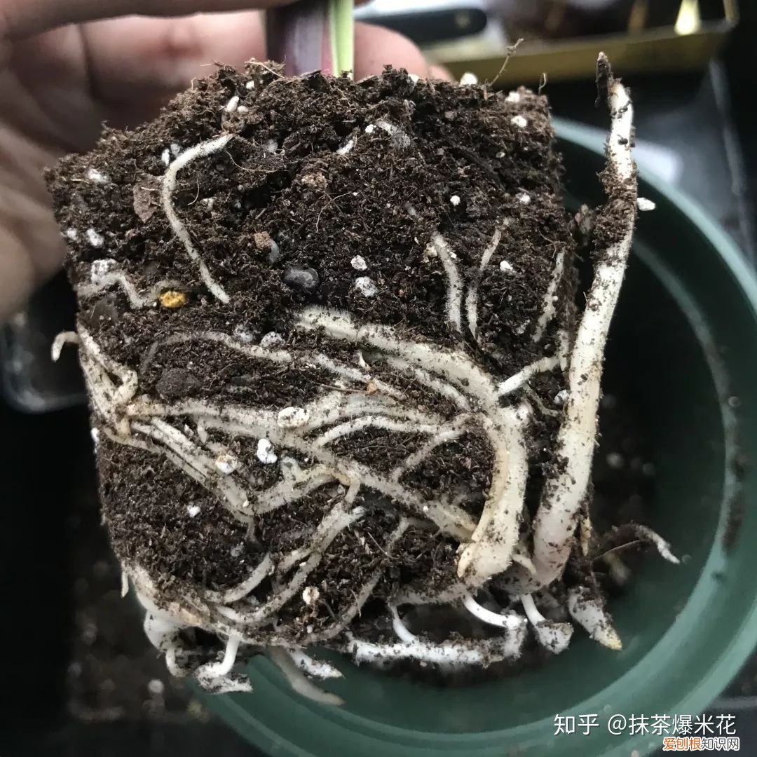 适合小花盆的花卉，【养花必看】如何给你心爱的植物，选择合适的花盆？
