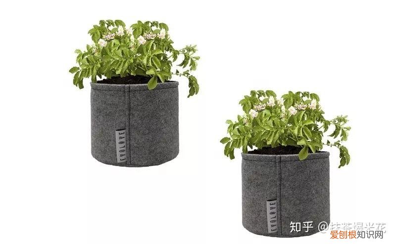 适合小花盆的花卉，【养花必看】如何给你心爱的植物，选择合适的花盆？