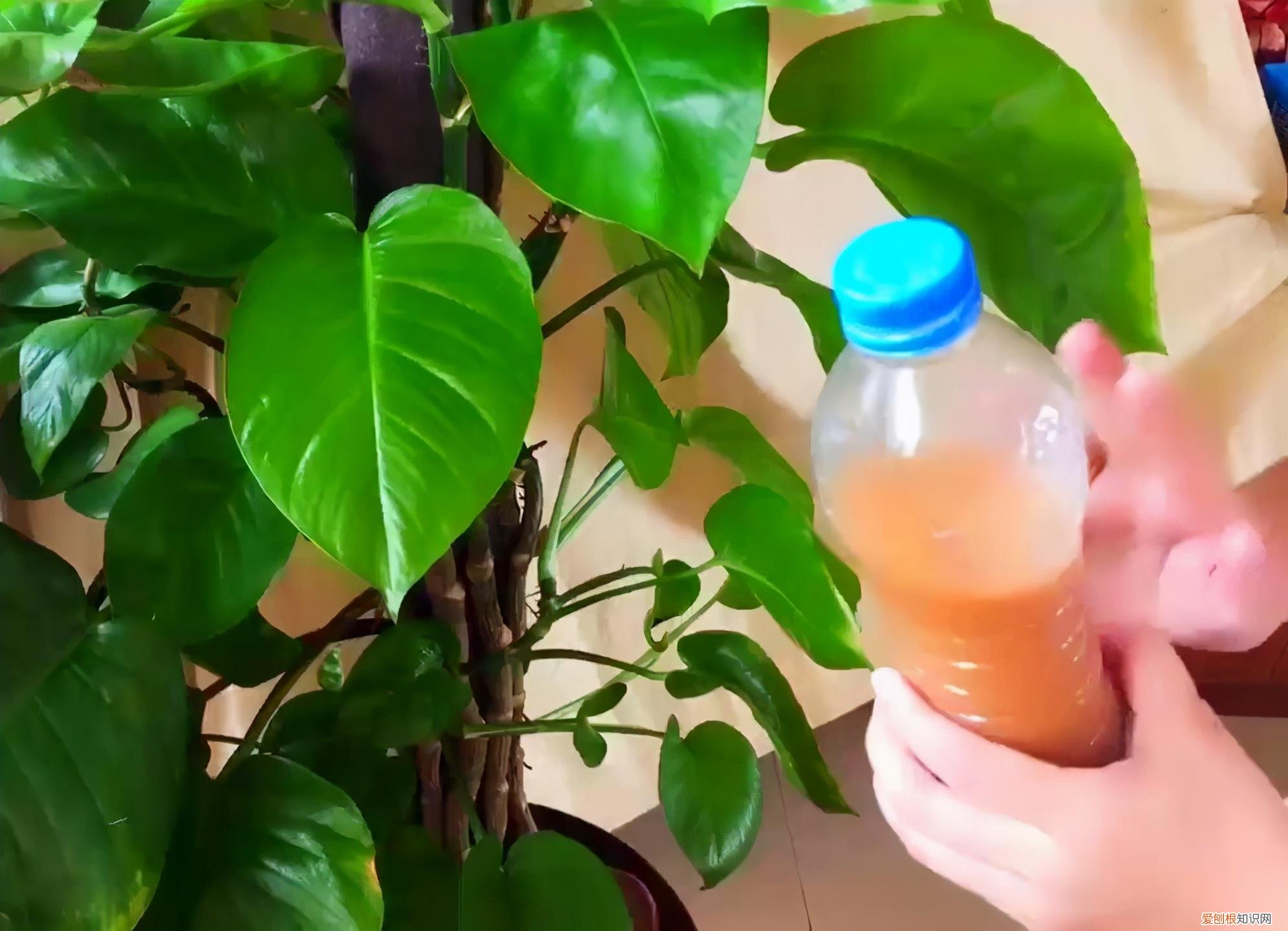 新手养花适合养什么植物，想养花，不知道从哪下手，新手朋友要学会3个方法，是养花的基础