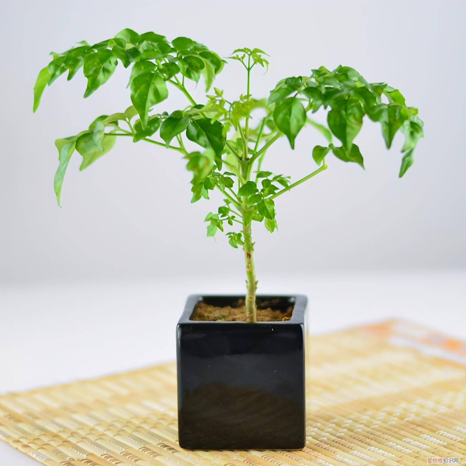 新手养花适合养什么植物，想养花，不知道从哪下手，新手朋友要学会3个方法，是养花的基础