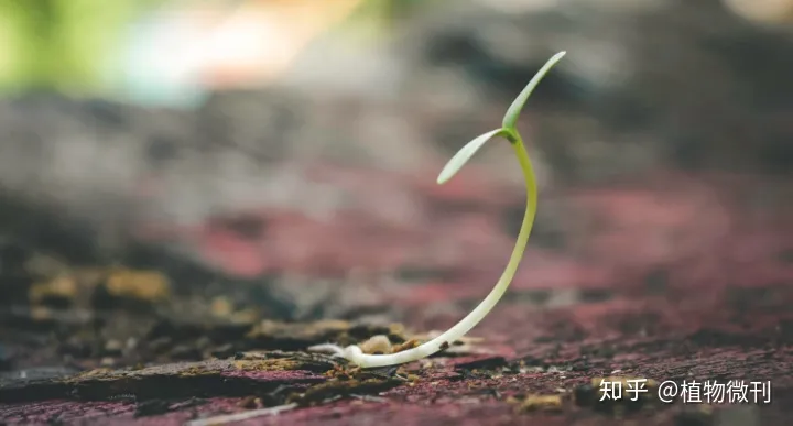 上 新手种花 养花入门建议，新手养花，这些入门攻略可收好了