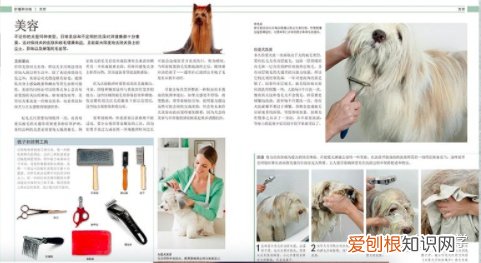关于狗的相关知识，狗狗知识10个铲屎官有9个都答不对？你需要一本DK的《狗百科》！