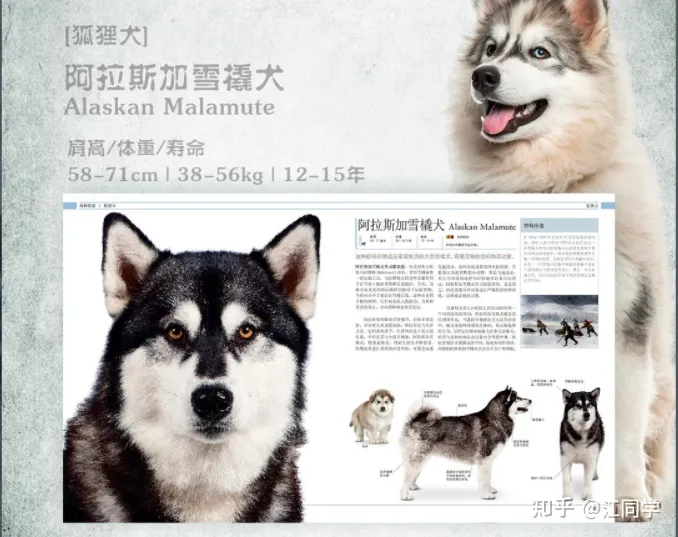 关于狗的相关知识，狗狗知识10个铲屎官有9个都答不对？你需要一本DK的《狗百科》！