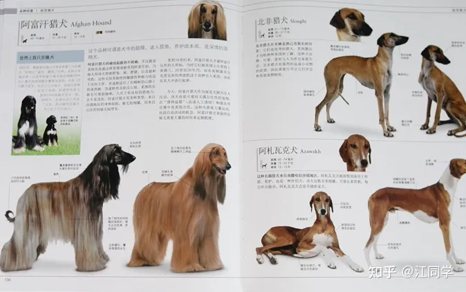 关于狗的相关知识，狗狗知识10个铲屎官有9个都答不对？你需要一本DK的《狗百科》！