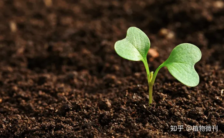 养花施肥技巧与方法，新手养花，入门攻略之施肥管理