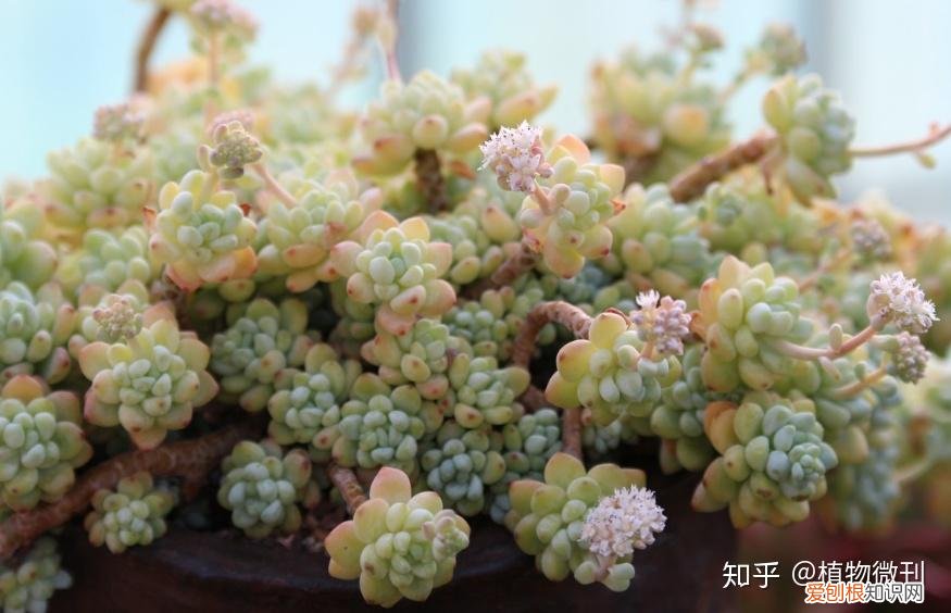 养花施肥技巧与方法，新手养花，入门攻略之施肥管理