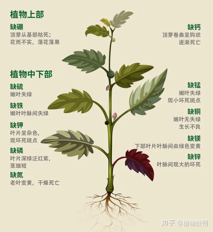 养花施肥技巧与方法，新手养花，入门攻略之施肥管理