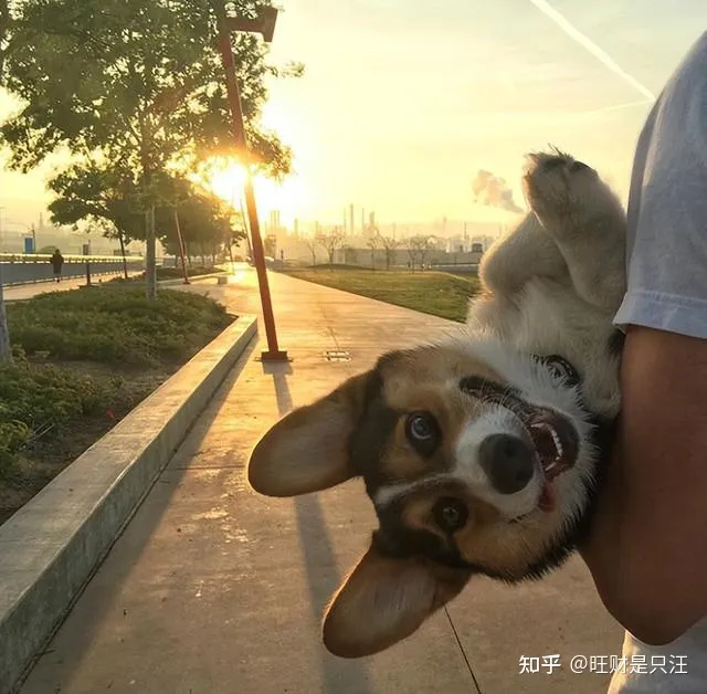 关于狗的冷知识太全了，15个鲜为人知的狗狗冷知识，一个比一个匪夷所思