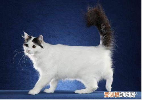 中国猫都有什么品种，史上最全猫咪品种，约二百种，从古至今