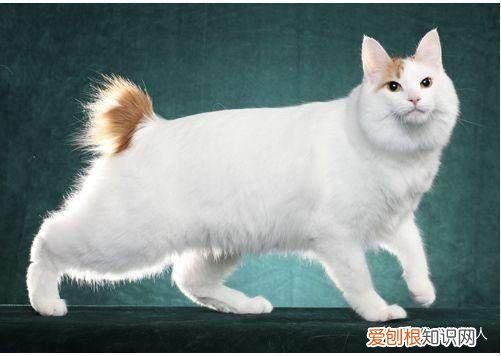 中国猫都有什么品种，史上最全猫咪品种，约二百种，从古至今