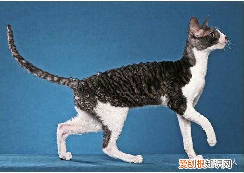 中国猫都有什么品种，史上最全猫咪品种，约二百种，从古至今