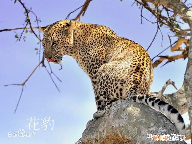 中国猫都有什么品种，史上最全猫咪品种，约二百种，从古至今