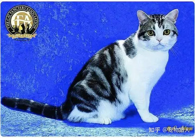 中国猫都有什么品种，史上最全猫咪品种，约二百种，从古至今